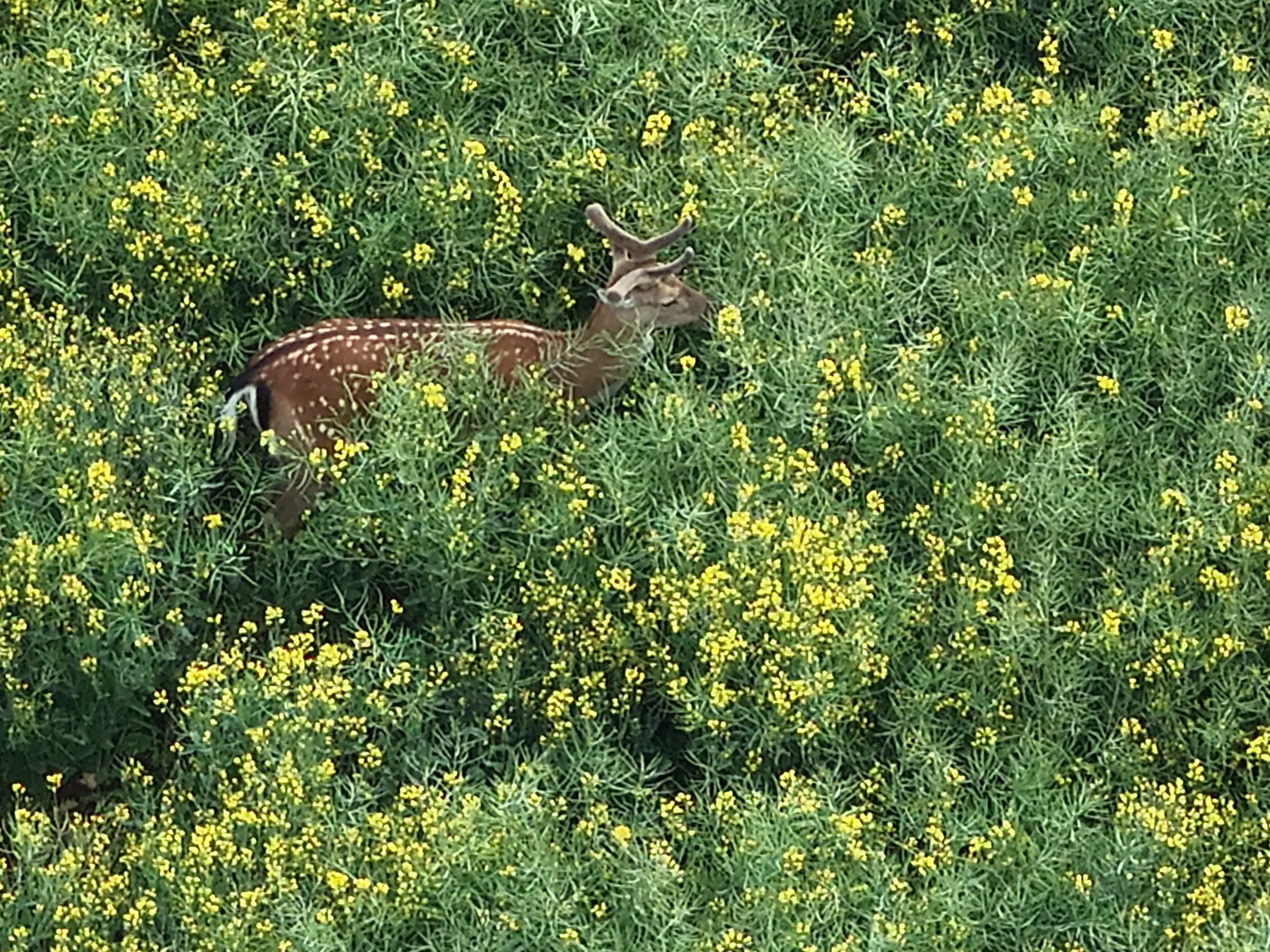 Vyhledávání osob, zvěře